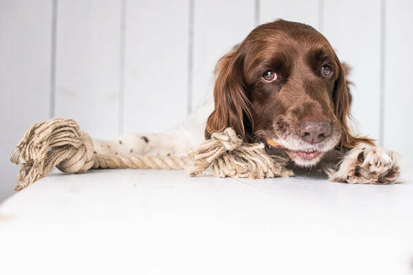 Arthur Beale Rope Dog Toy.