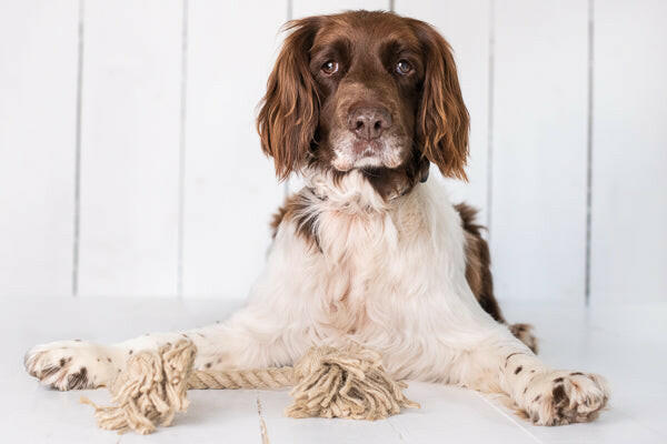 Arthur Beale Rope Dog Toy.