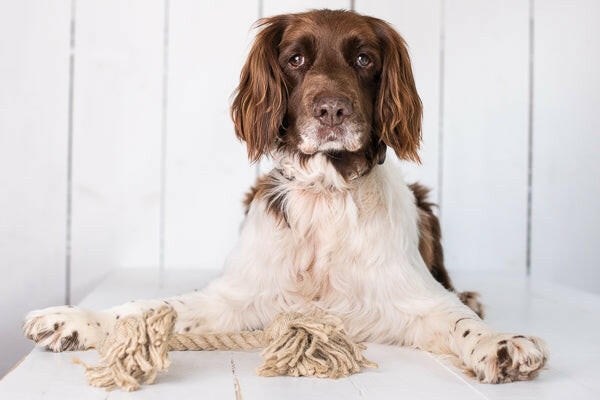 Arthur Beale Rope Dog Toy.